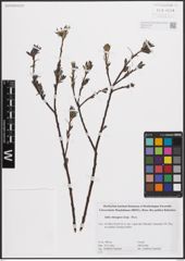 Foto von Salix eleagnos Scop.